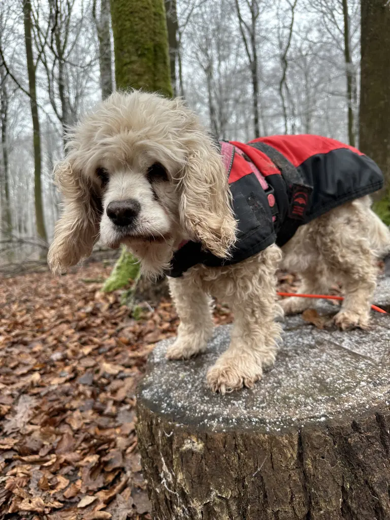Bild von Resi