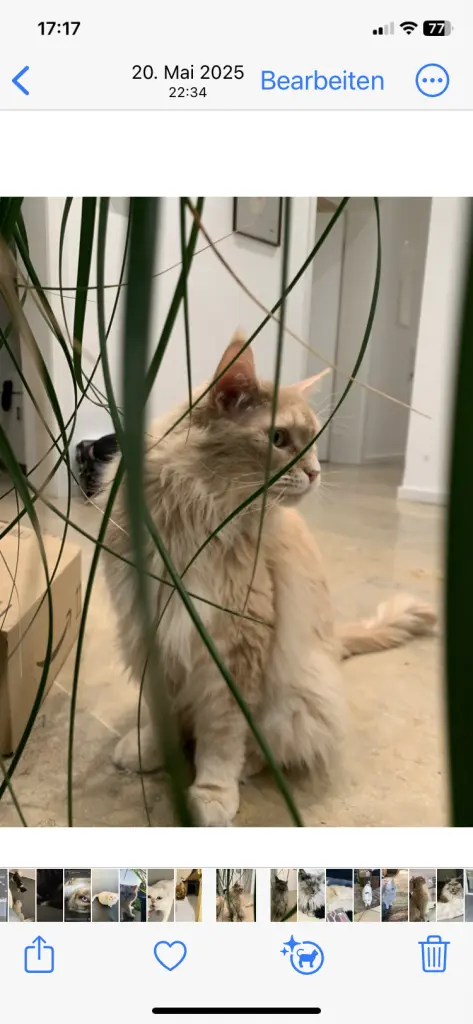 Condolence image of Ines K.