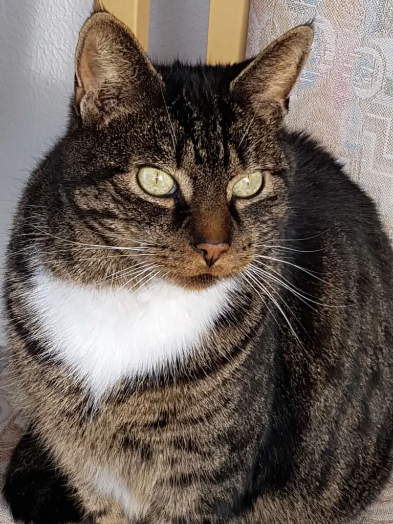 Condolence image of Astrid Appel