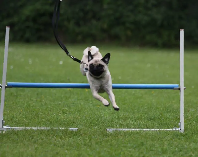 Kleiner Hoppse-Mops