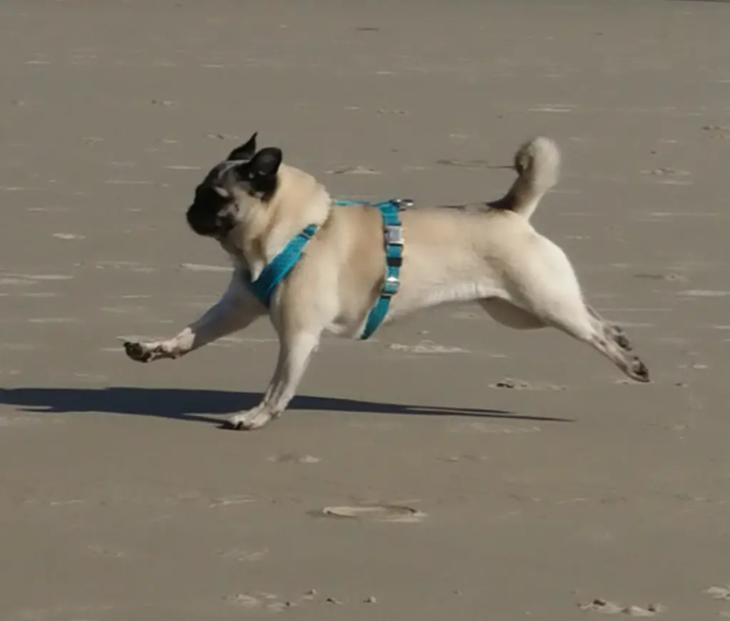 Bild von Floh