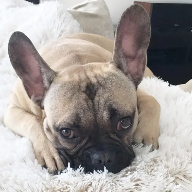 Image from Ty/ Tütü