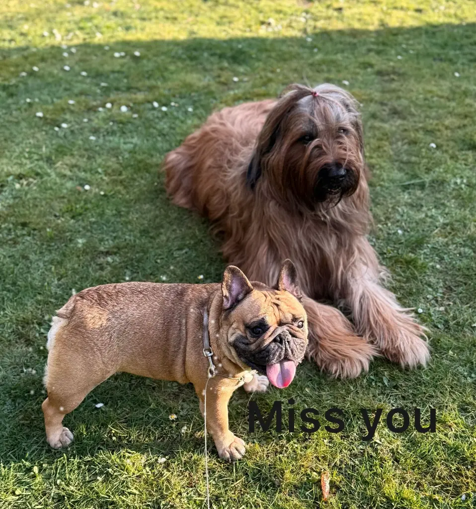 Condolence image of Martina, Dieter mit Nala