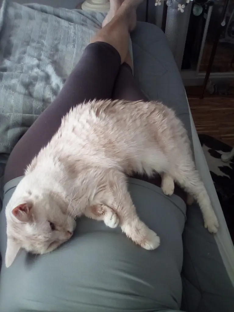 Condolence image of Beate mit Priscilla im Herzen❤