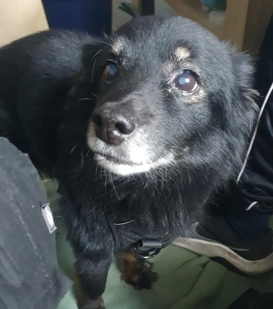 Bild von Balou
