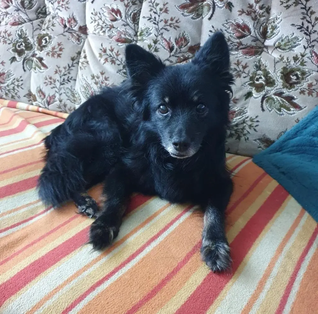Unser geliebter Balou am relaxen auf unserem Sofa:-) I love you forever!!!