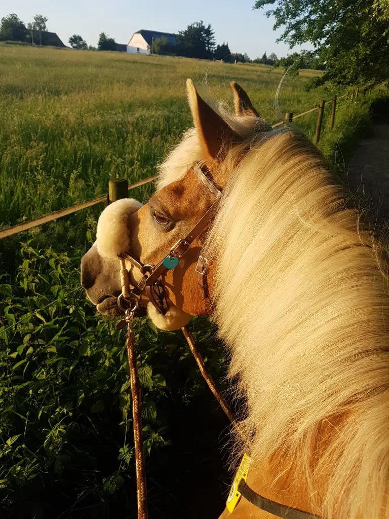 Image from Newton-Boy