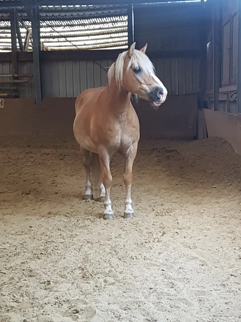 Image from Newton-Boy