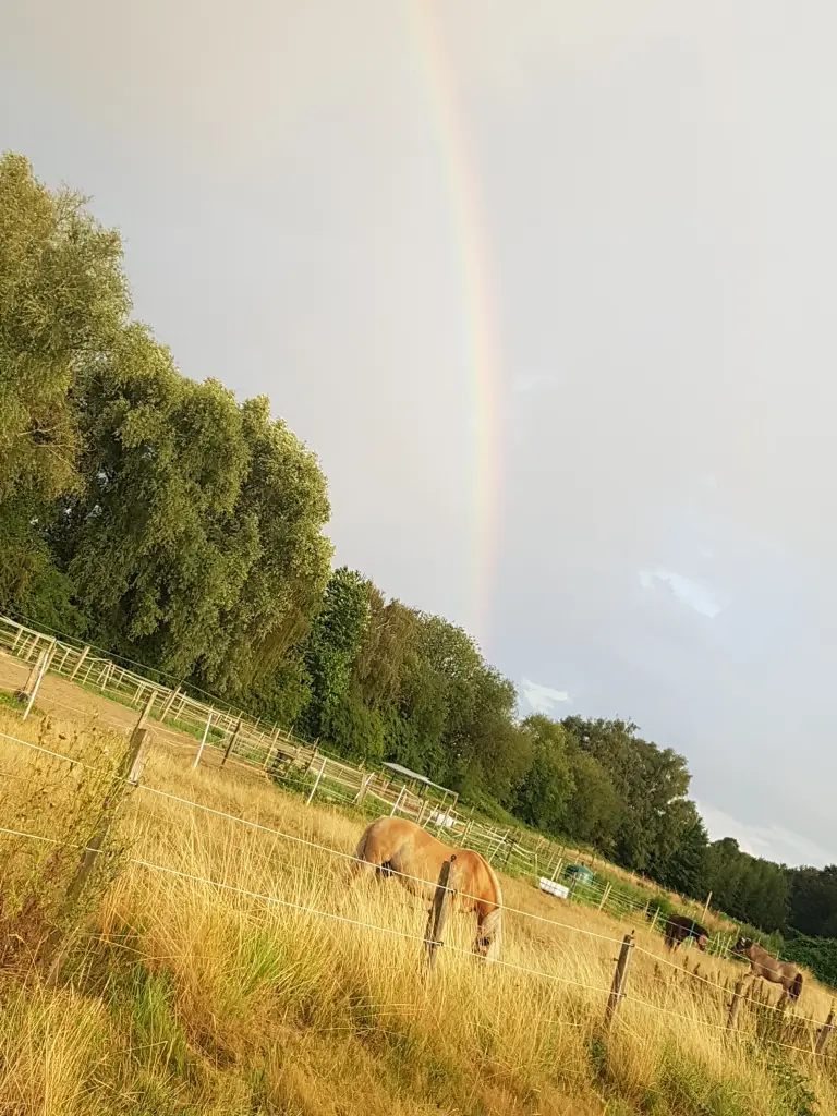 Image from Newton-Boy