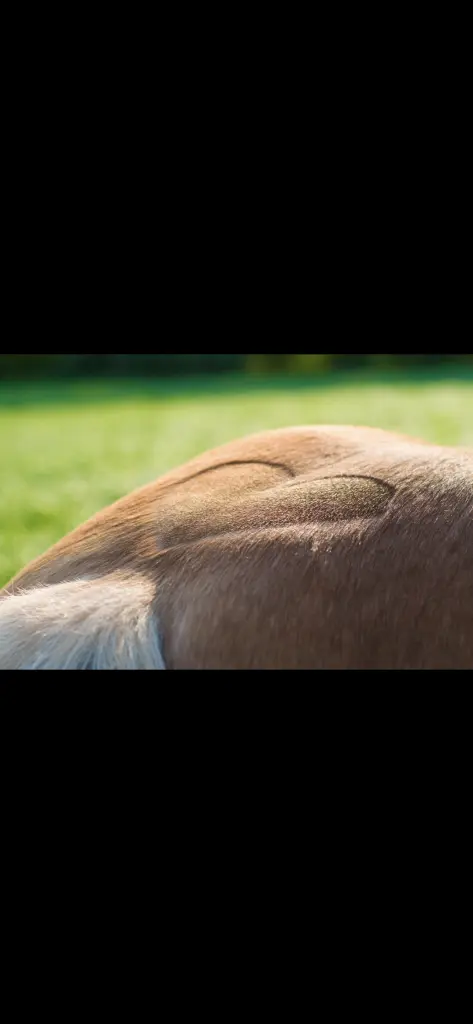 Image from Newton-Boy