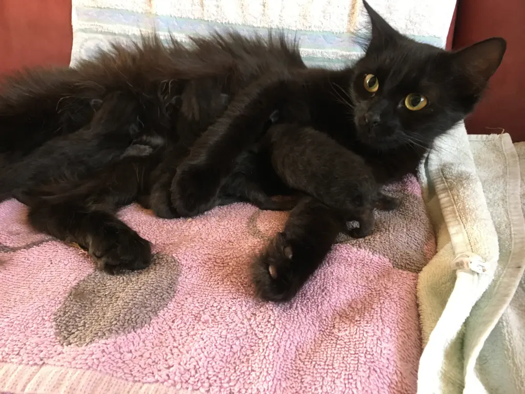 Moorle mit ihren Babys