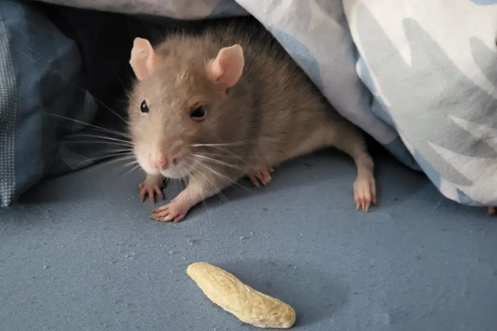 Image from Нюша | Nuscha