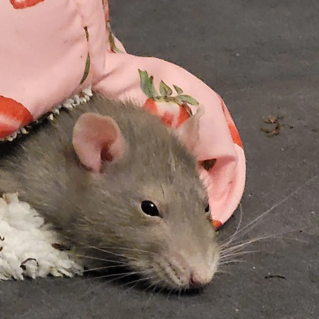 Image from Нюша | Nuscha