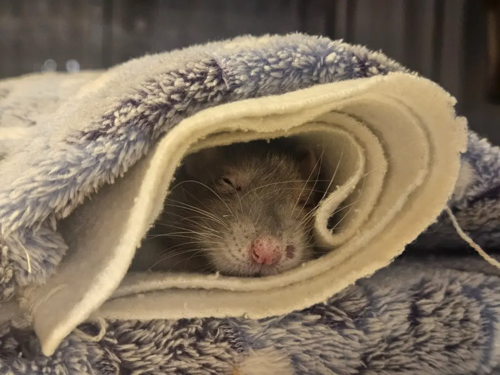 Image from Нюша | Nuscha