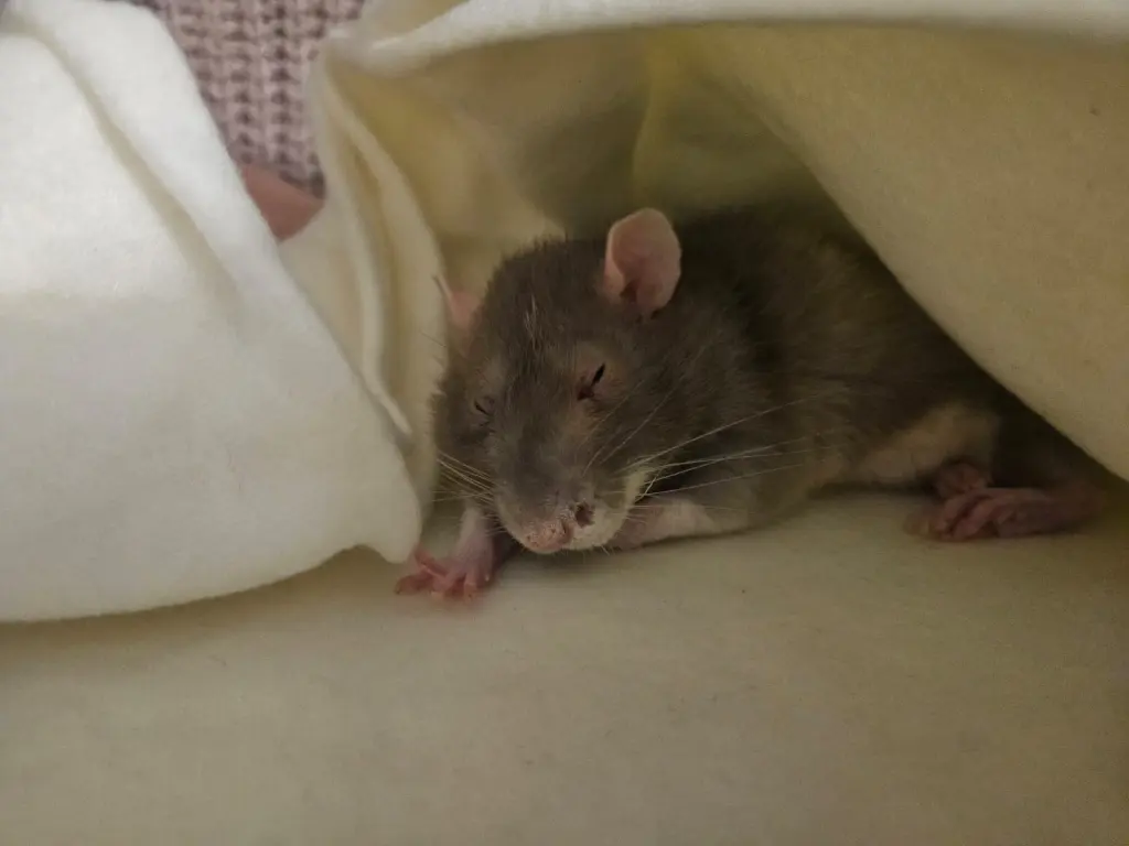 Image from Нюша | Nuscha