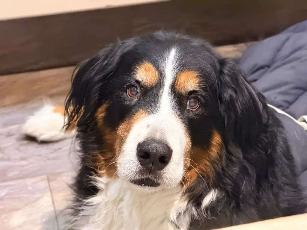 Bild von Bonnie