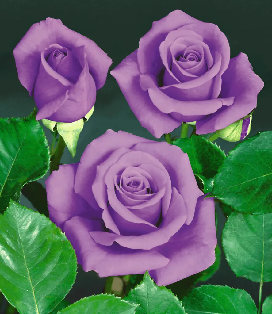 Condolence image of Björn