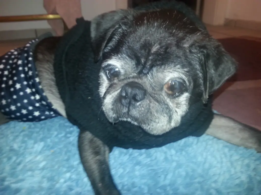 Condolence image of Cornelia mit Bruno & Barni im Herzen