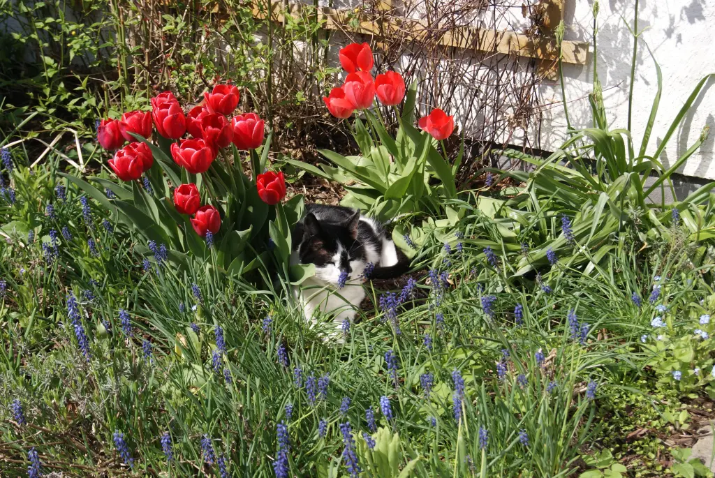 Image from Schnurrli