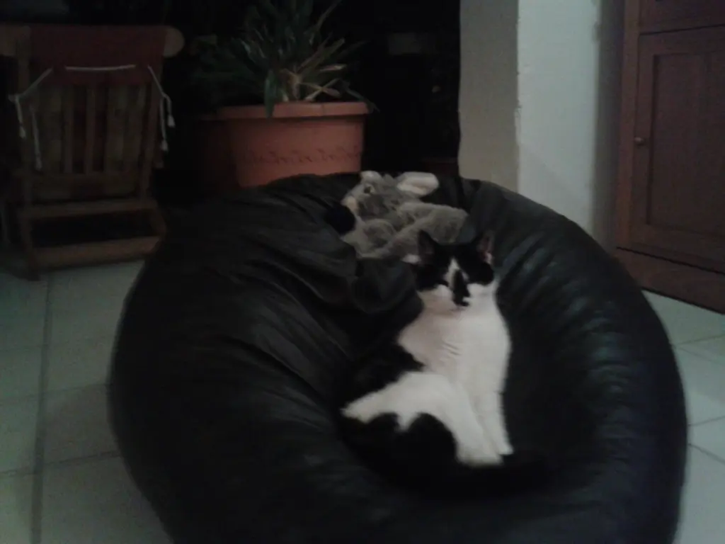 Image from Schnurrli