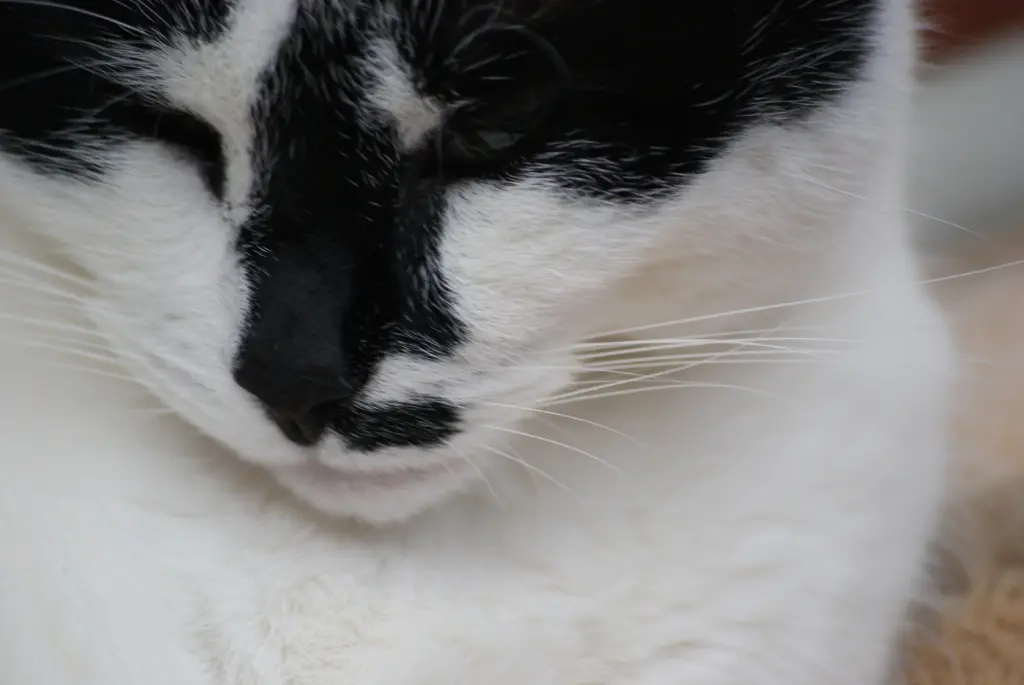 Image from Schnurrli