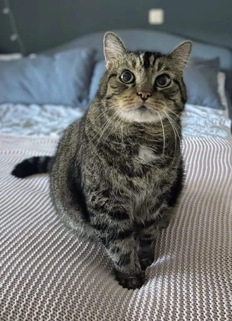 Condolence image of Sandra mit Dickie im Herzen