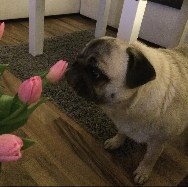 🩷🌷 Blumenliebhaberin