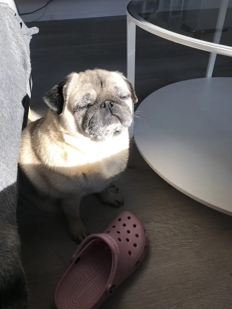 Meine kleine Sonnenanbeterin ☀️