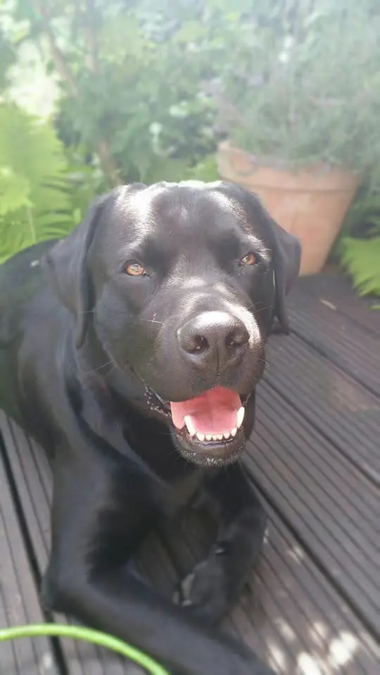 Der schönste Labbie