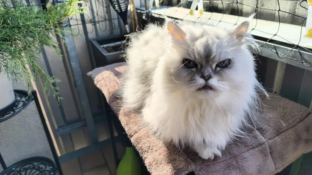 Condolence image of Tony Lopez