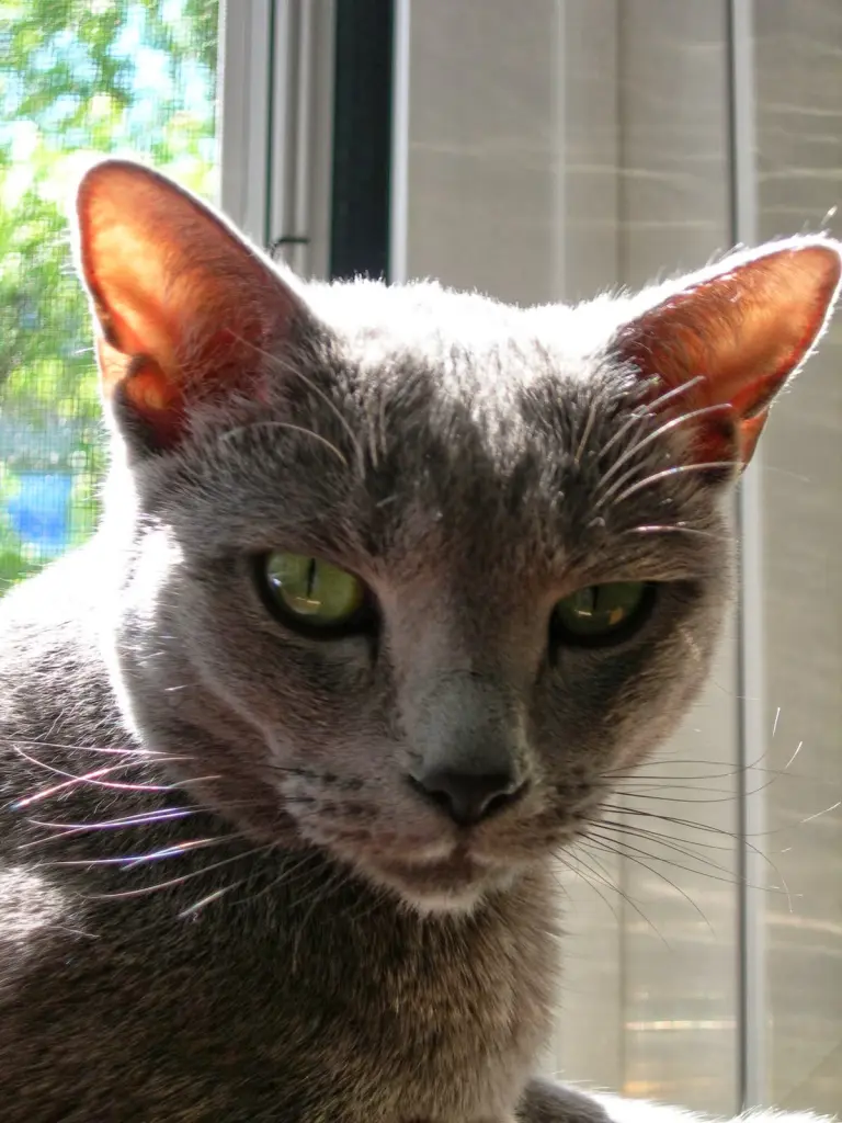 Image from Anastasia