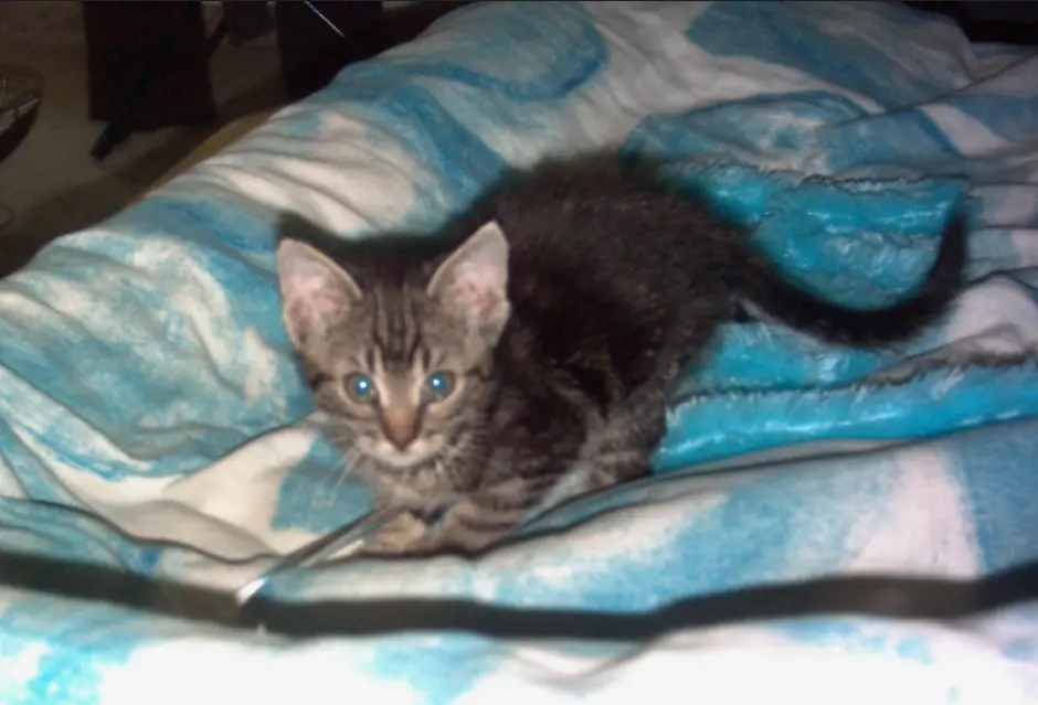 Mit ung. 8 Wochen in der Tierauffangstation geholt..