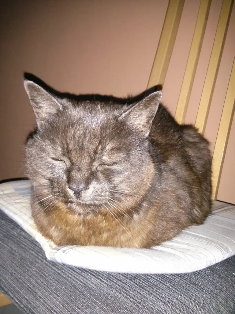 Condolence image of Margarete mit Katy