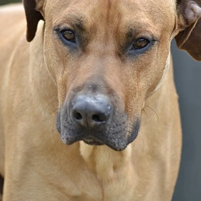 Image from König Luke