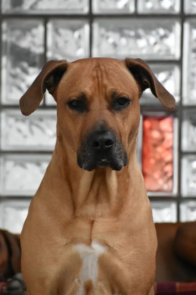 Image from König Luke