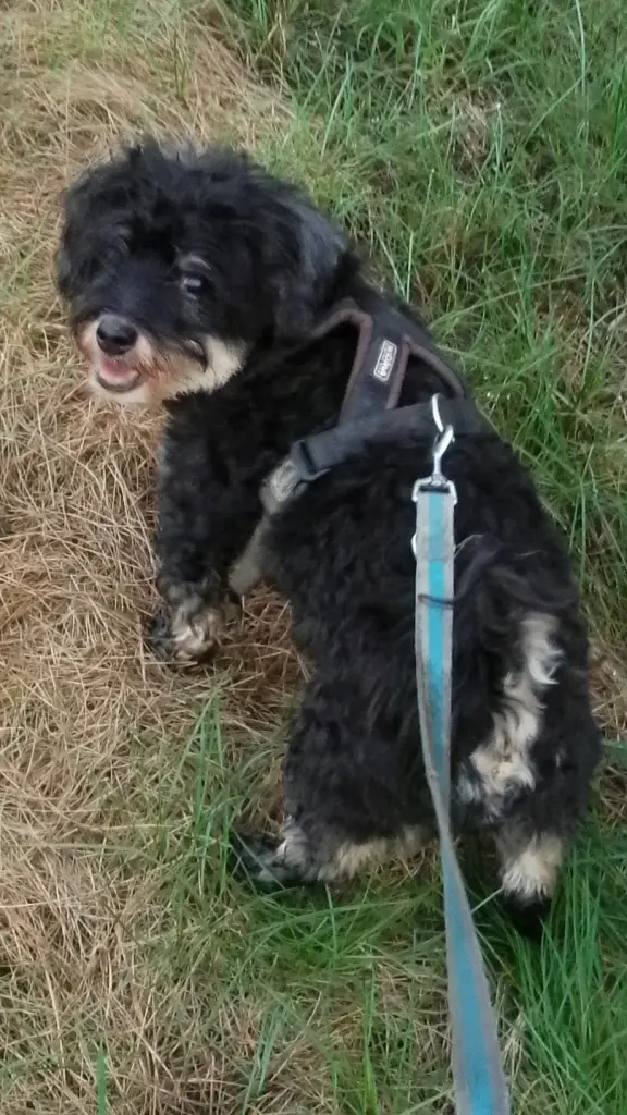 Condolence image of Sandra Budde