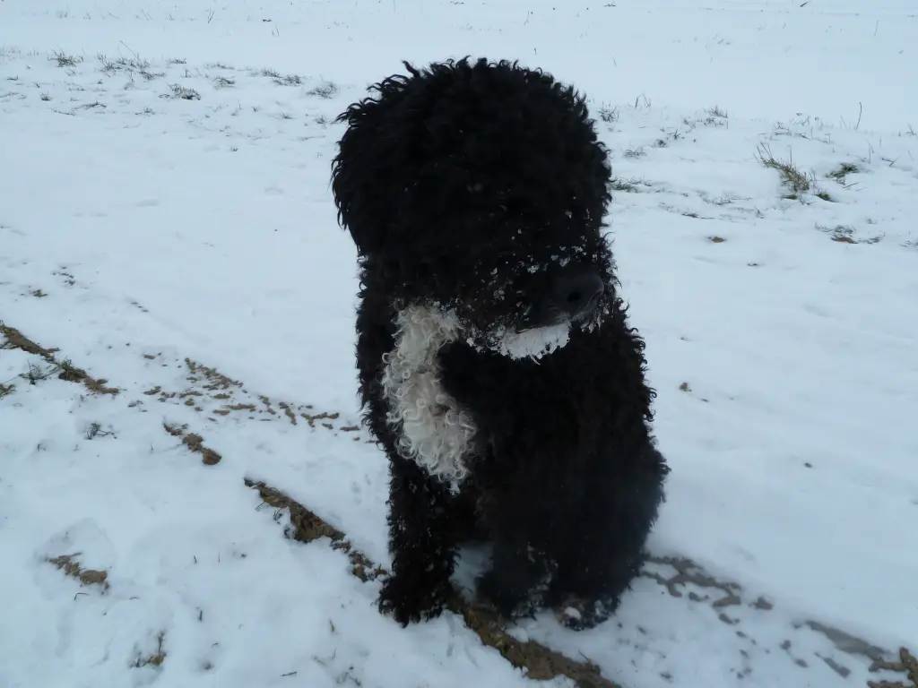 Im Schnee