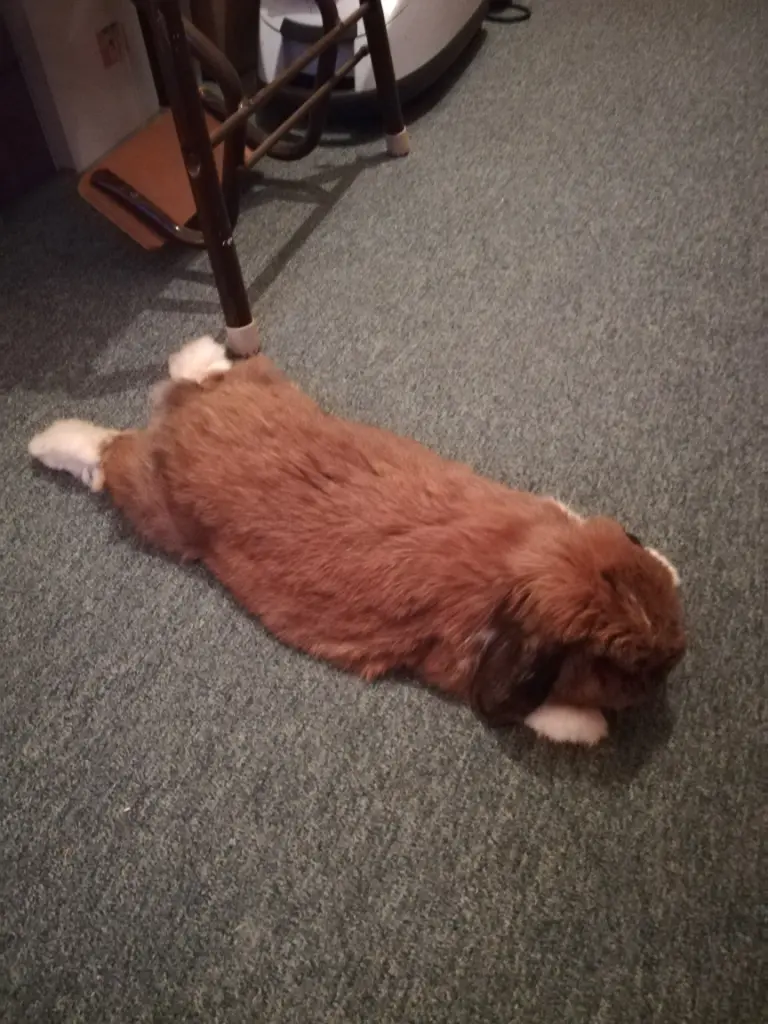 Condolence image of Andrea mit Schnuffi tief im ❤