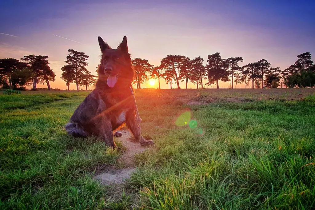 Tannen Alle Keszthely/Ungarn - hier wird Sunny's Asche beigestzt