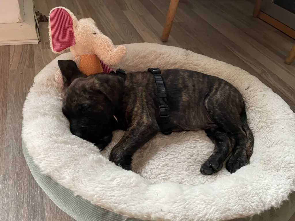 Du warst so klein, du passtest in Janas Katzenbett