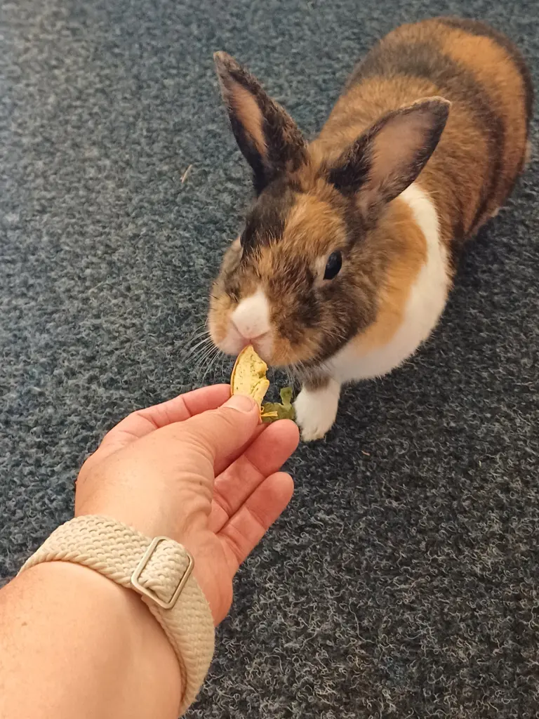 MIT LECKERLIS KONNTEN WIR DICH LOCKEN, ANSONSTEN WARST DU EHER SCHEU