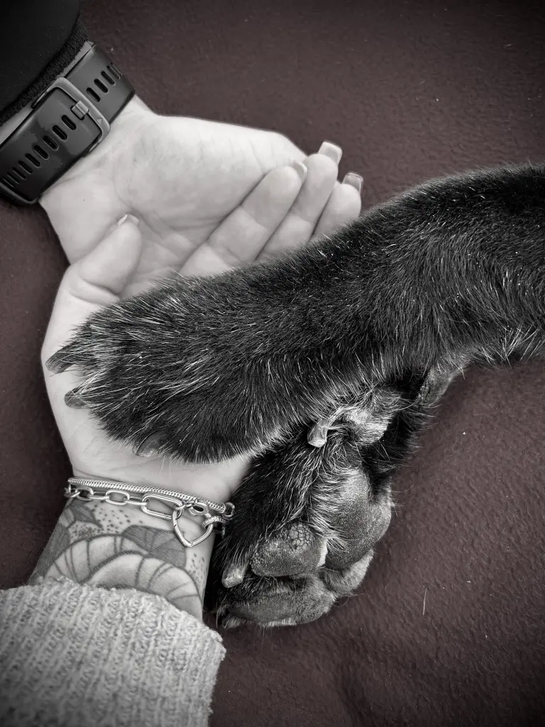 Bis zuletzt an deiner Seite