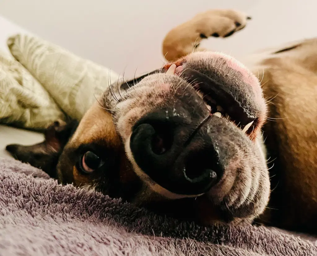 Guck, wie albern ich bin.