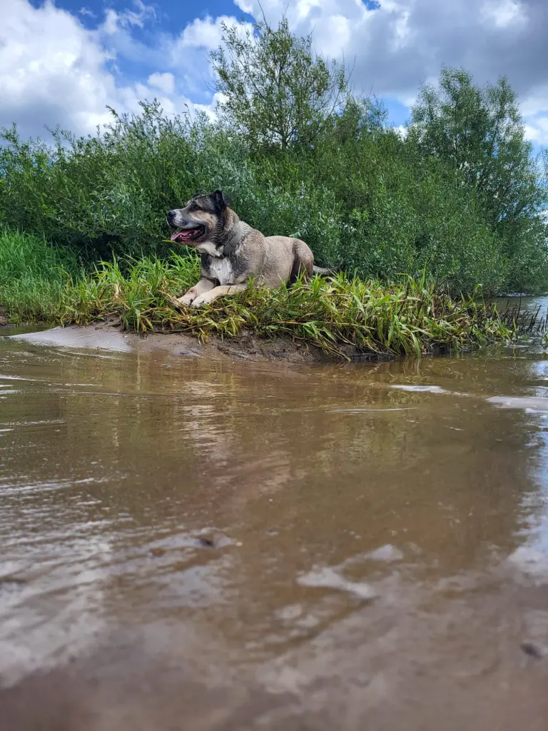 Wirfst du den Stock nun?