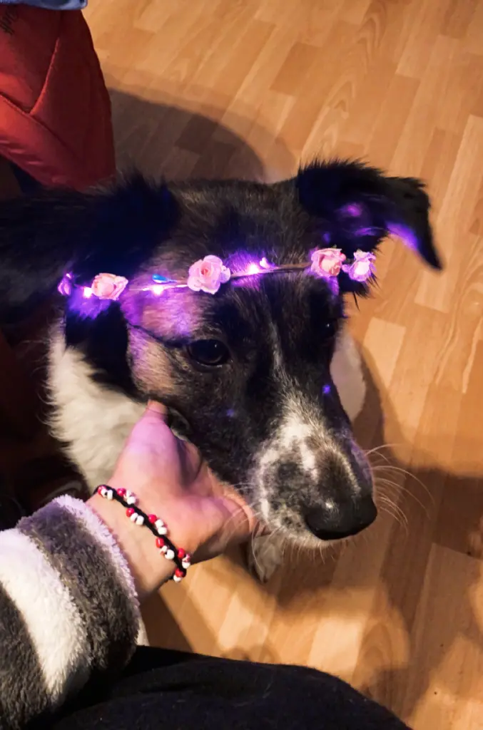 Image from ❤️Ginger❤️