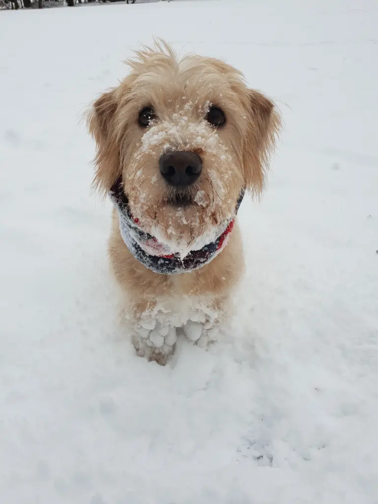 Er liebte auch den Schnee