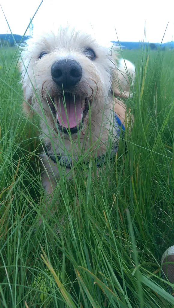 Der schönste kleine Milow der Welt