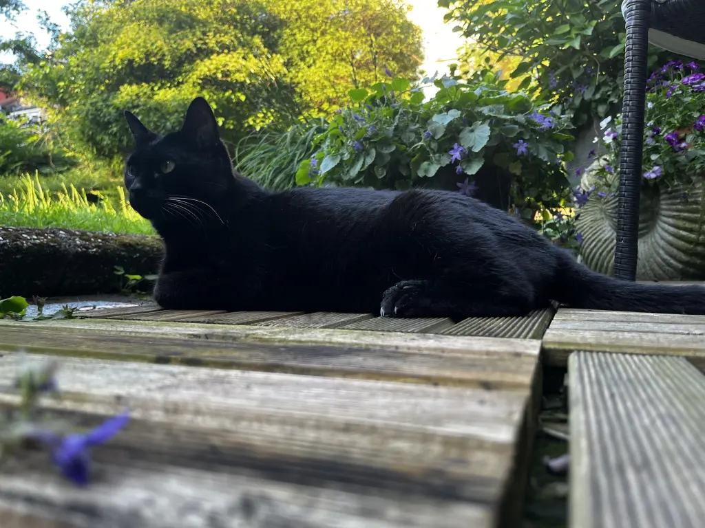 Ist das Leben nicht schön