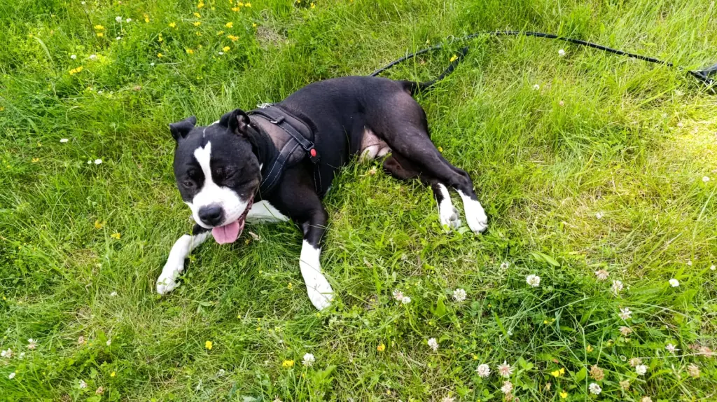 Erschöpft vom Toben