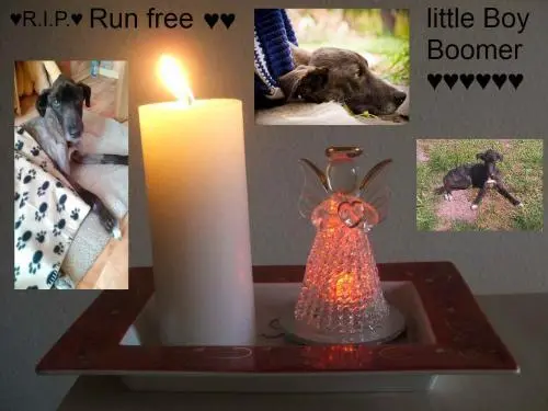 Image from ???Boomer???